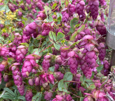 Origanum 'Emma Stanley' 